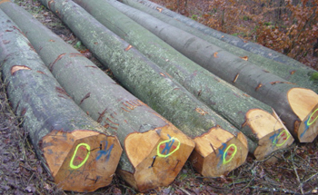 Trunk of beech tree